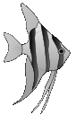 A zebra-striped fish