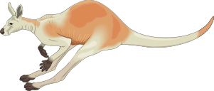 A jumping kangaroo