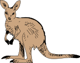 A standing kangaroo